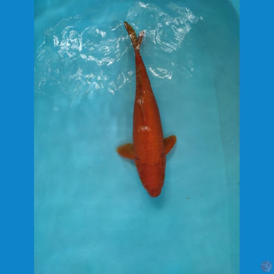 caghoi tembaga
