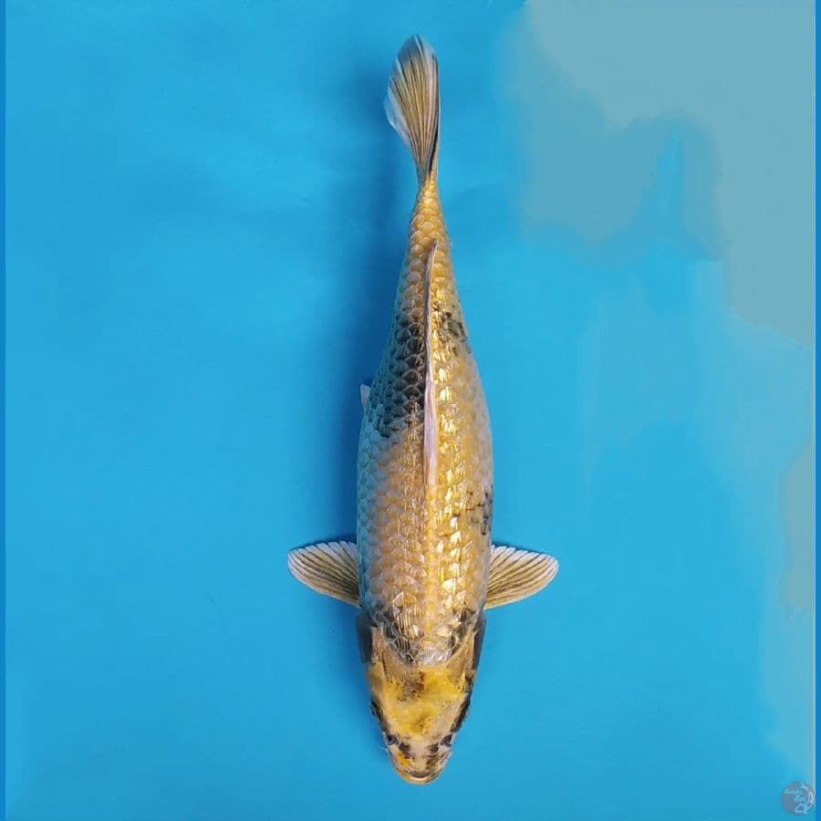Kin Ki Utsuri Ginrin Padat ~40