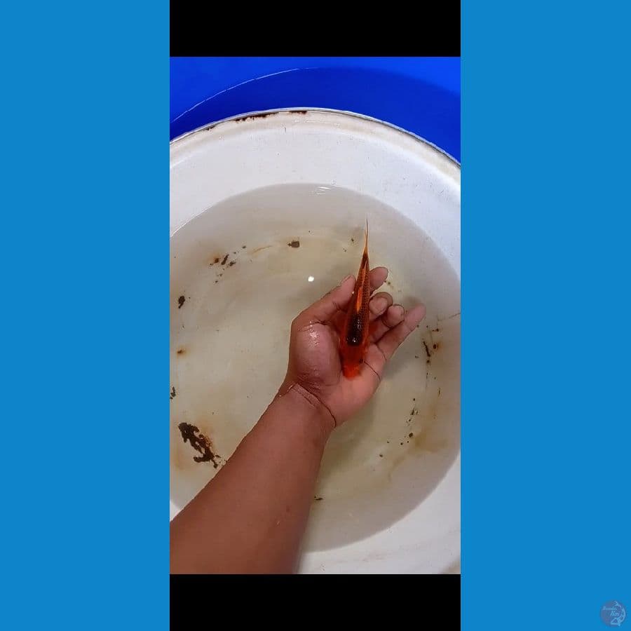 akamatsuba
