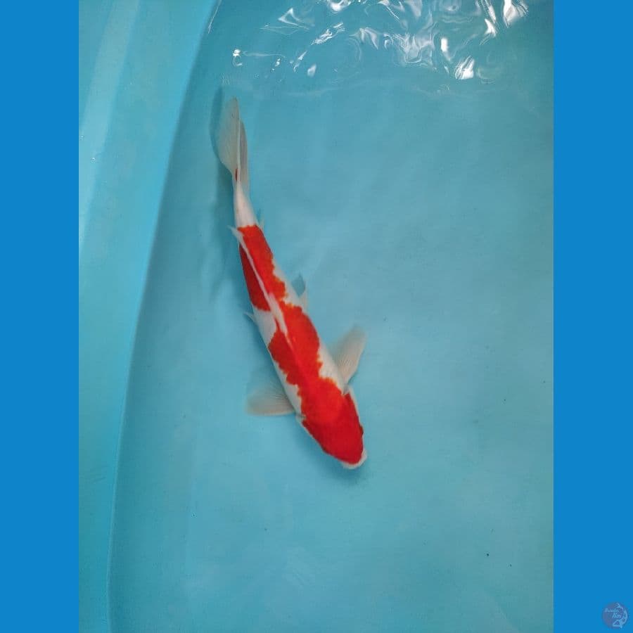 kohaku hot male