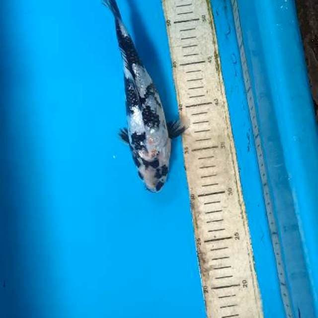 Shigin 23cm