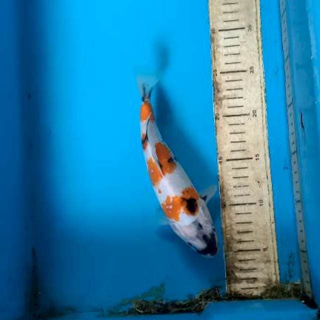Showa 21cm