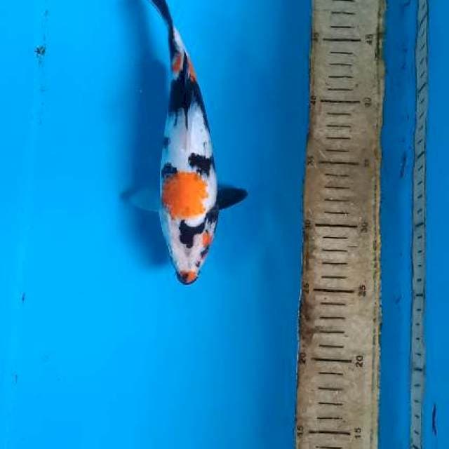 Showa 23cm