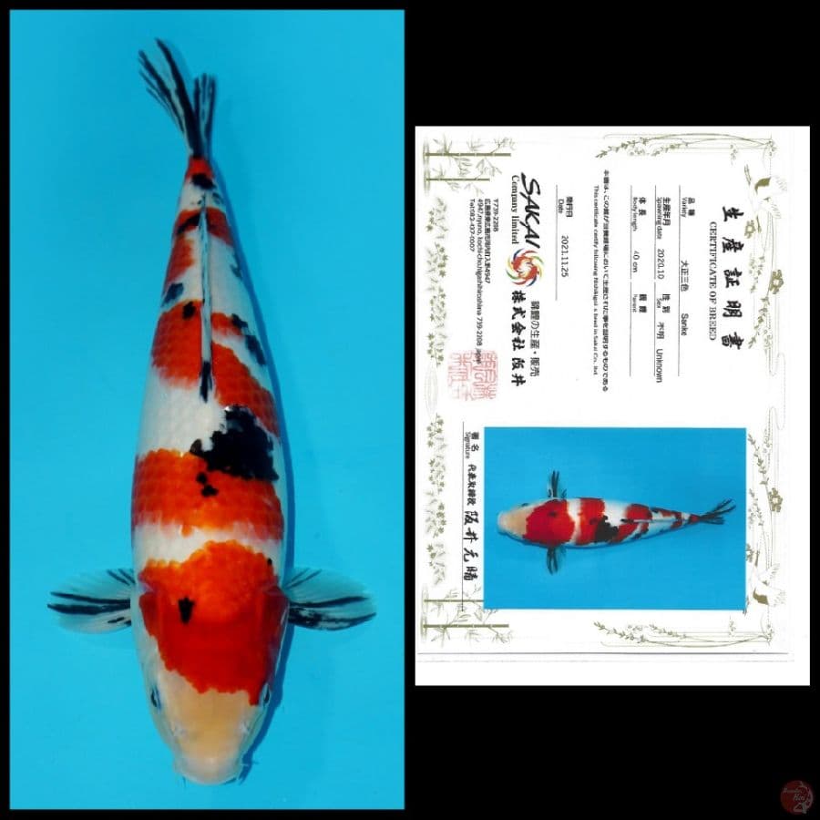 SAKURA SANKE IMPORT SAKAI 40CM F