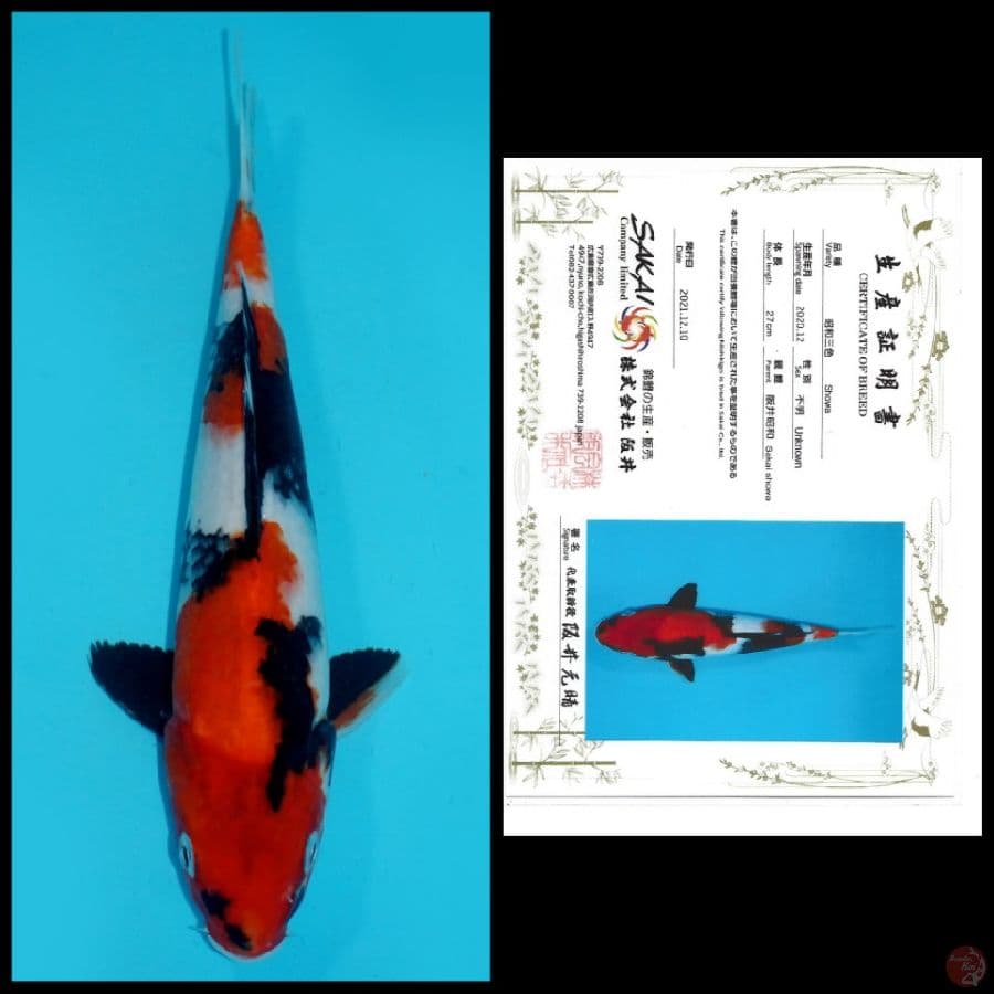 YONDAN SHOWA IMPORT SAKAI 27CM