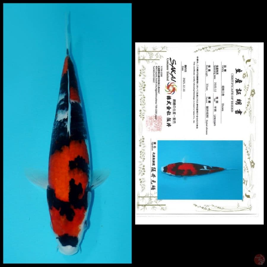 SHOWA IMPORT SAKAI 33CM