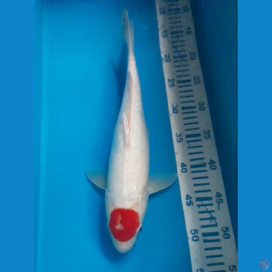 Tancho 39 cm