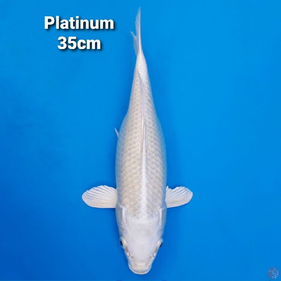 Platinum 35cm Female Bersih