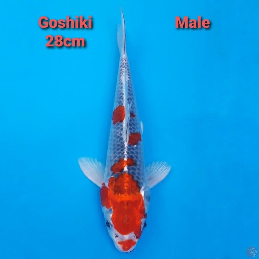 Goshiki 28cm Strong