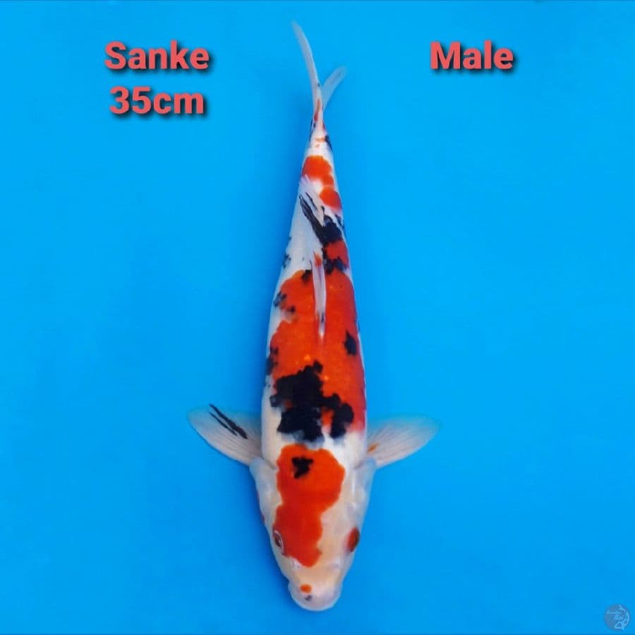 Sanke 35cm Male Strong