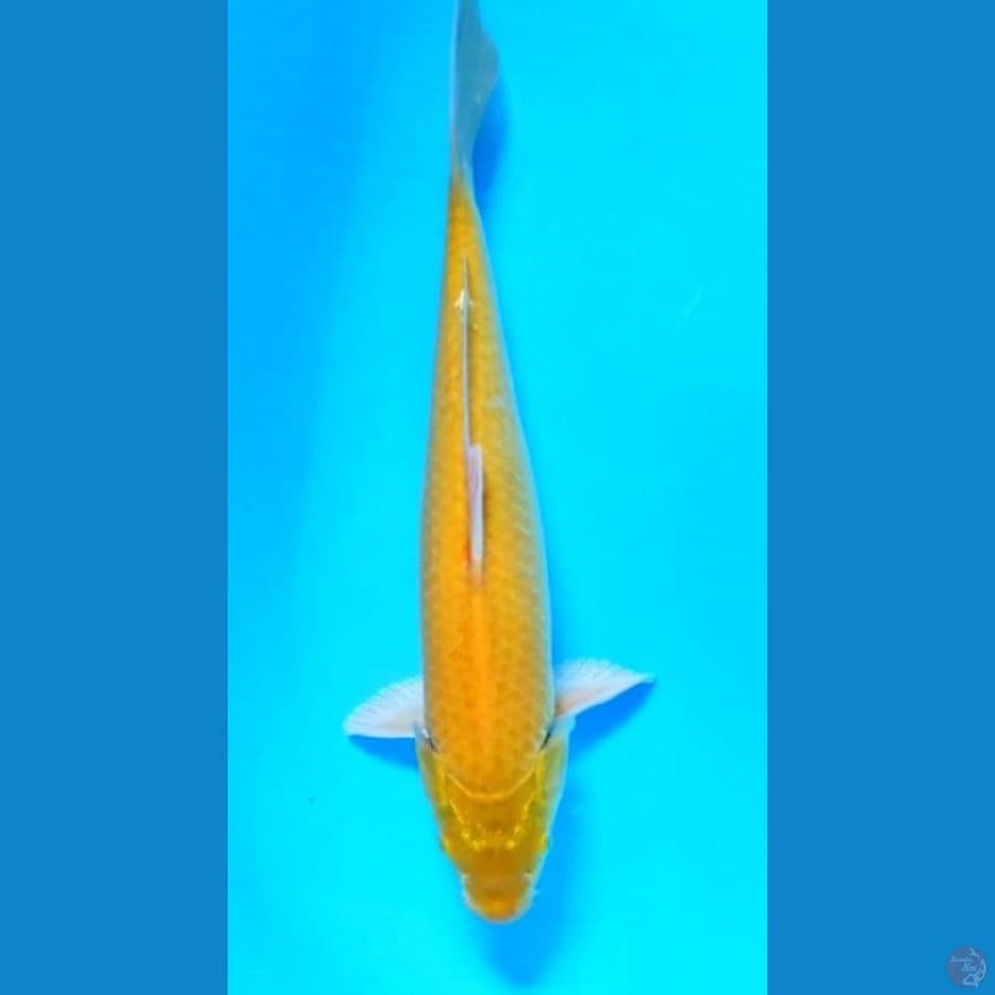 karasi lemon