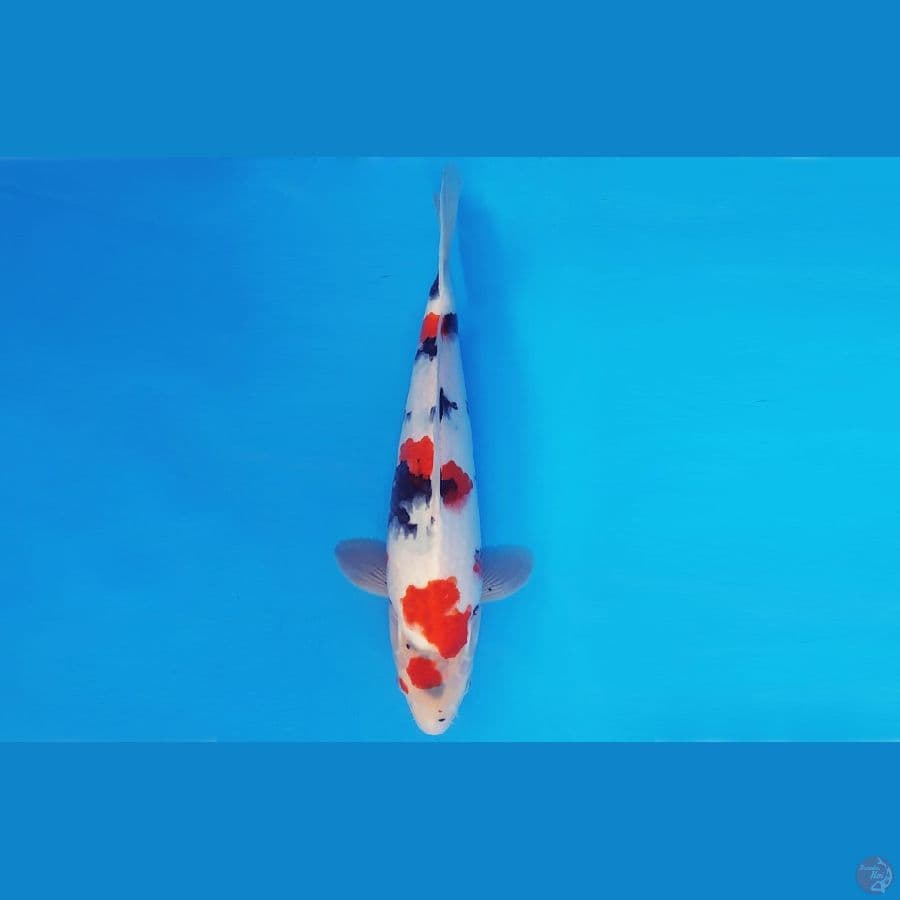 KIRIN 2 - SANKE 33 cm/male ®