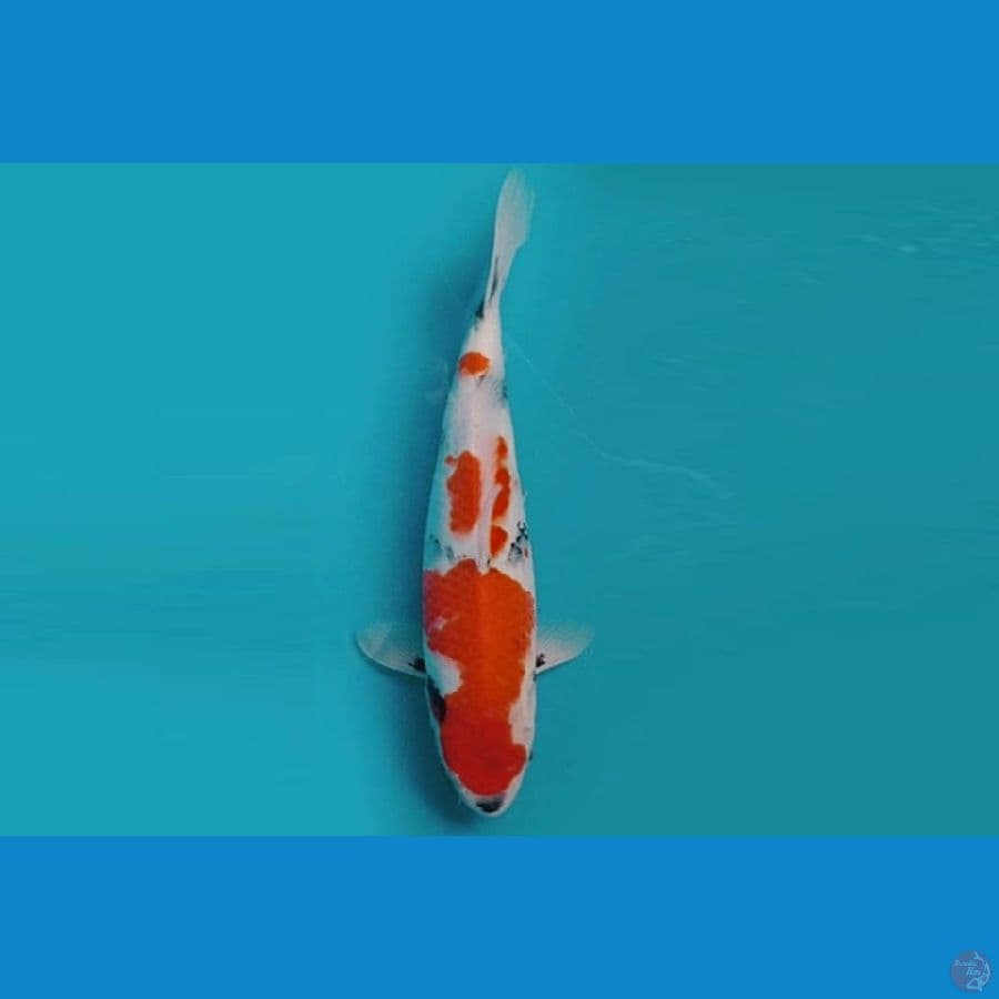 3.SHOWA TATEGOI 30 cm FML