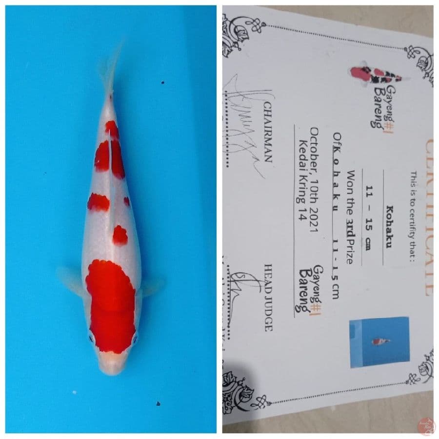 kohaku 20 cm
