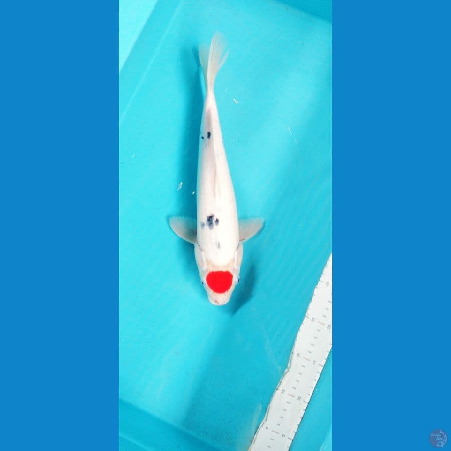 tanco sanke 35 cm