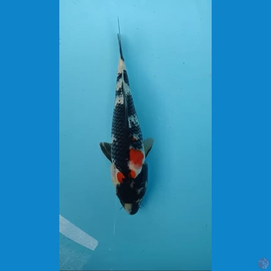 showa 28 cm