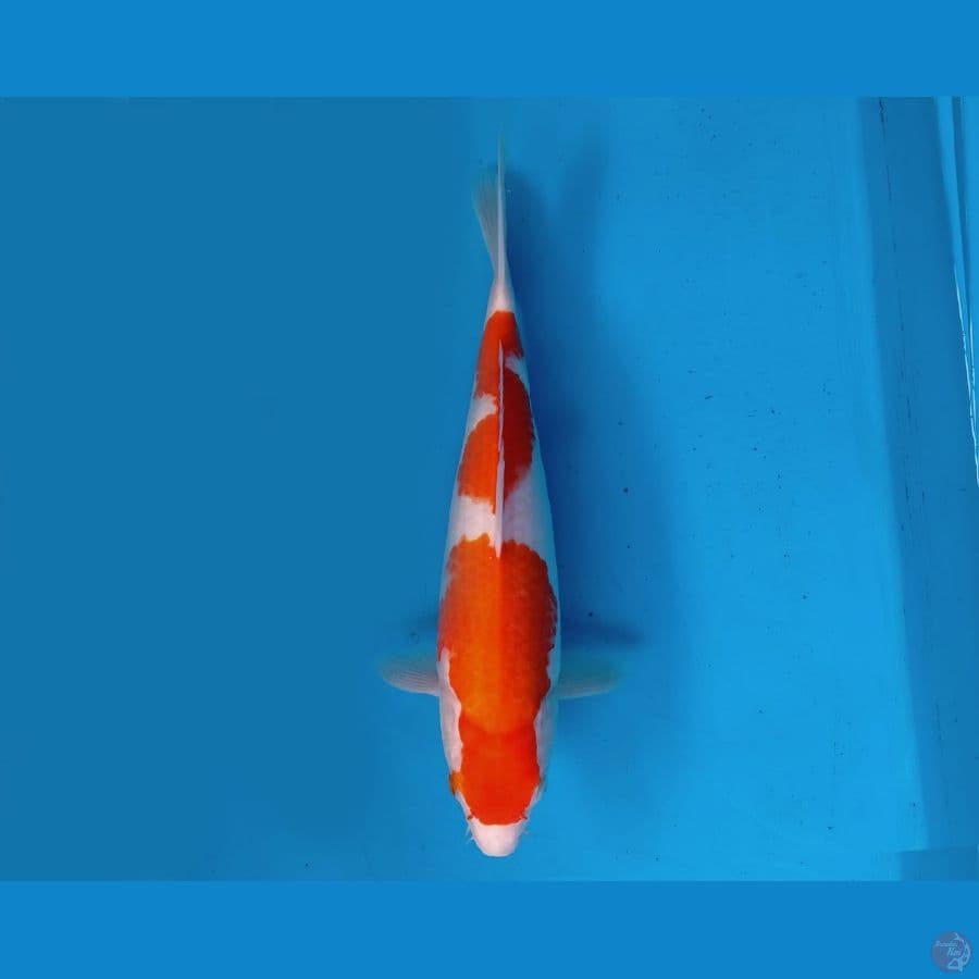 7.KOHAKU 31 FML 