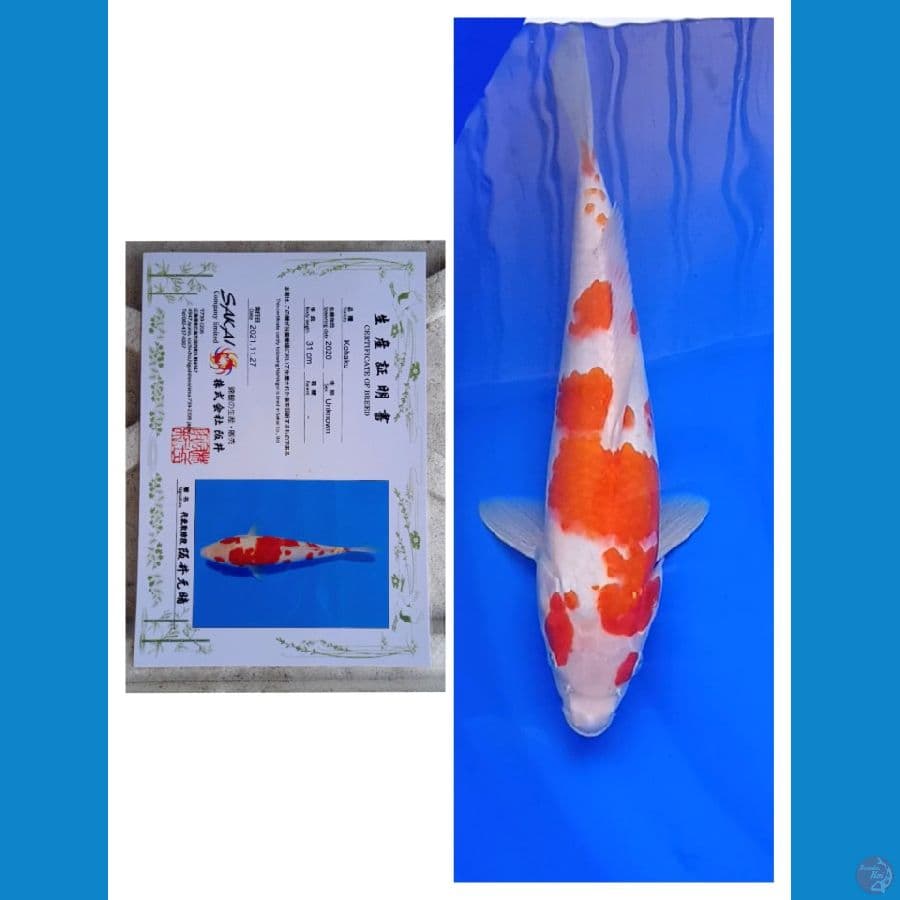 Sakai Ltd Kohaku