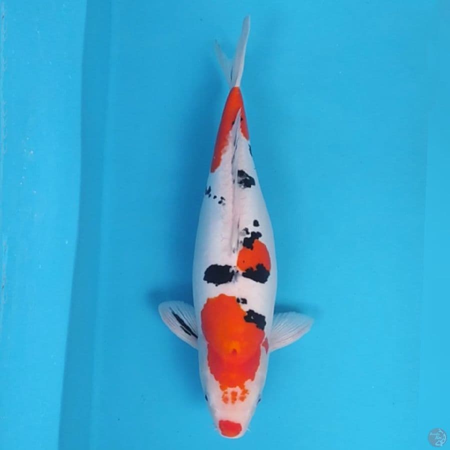 Sanke Doit Gendong Telur ~45
