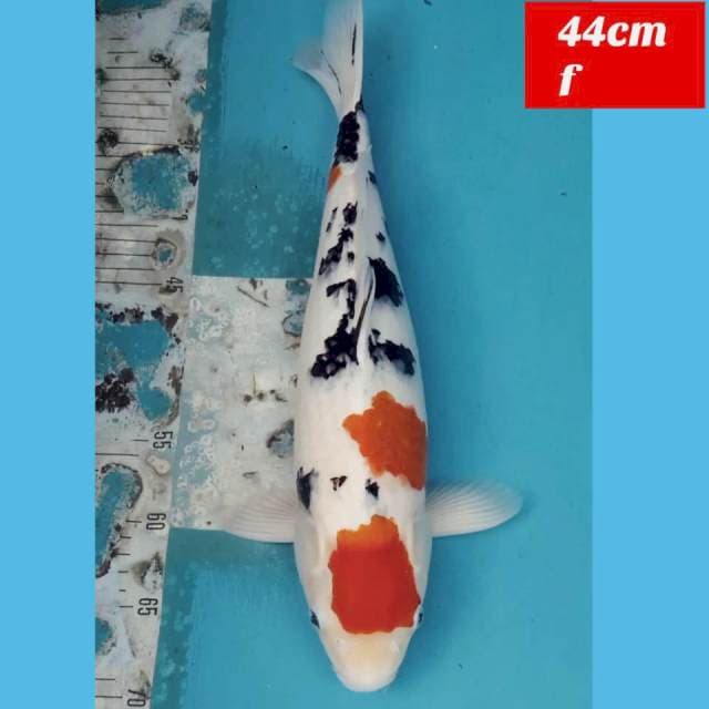 Jumbo sanke 44cm