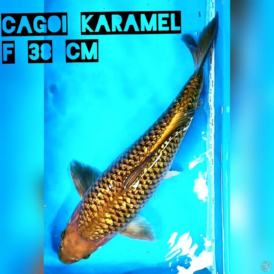 Cagoi Karamel 38 cm