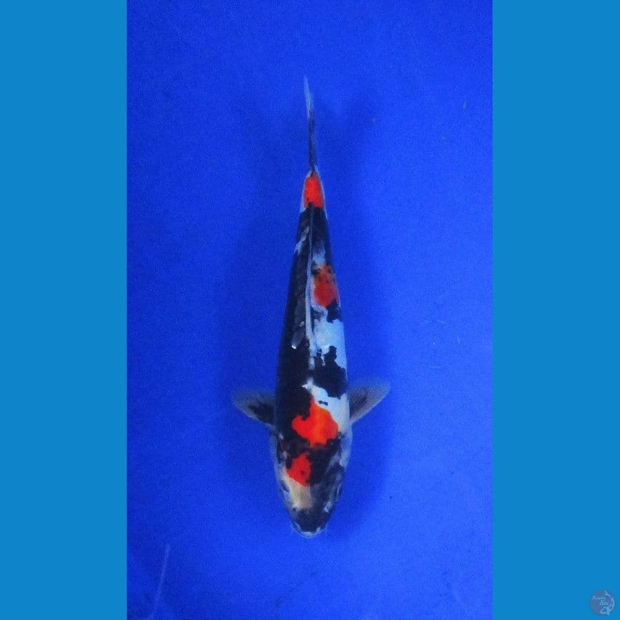 showa doitsu ±25cm