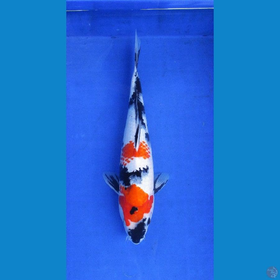 kindai showa kanoko ±37cm
