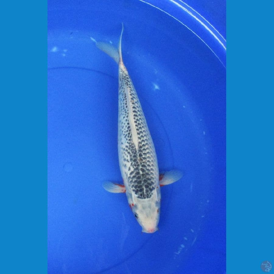 asagi jantan bulky ±40bu  ada minus di sirip
