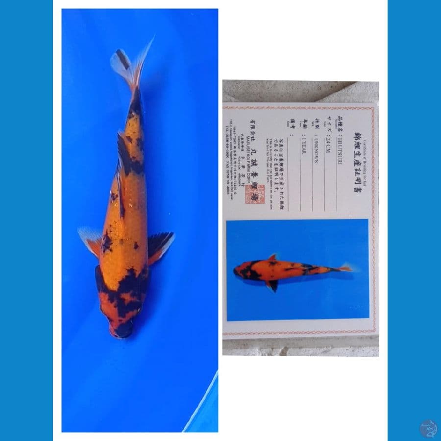 Marusei Hi Utsuri