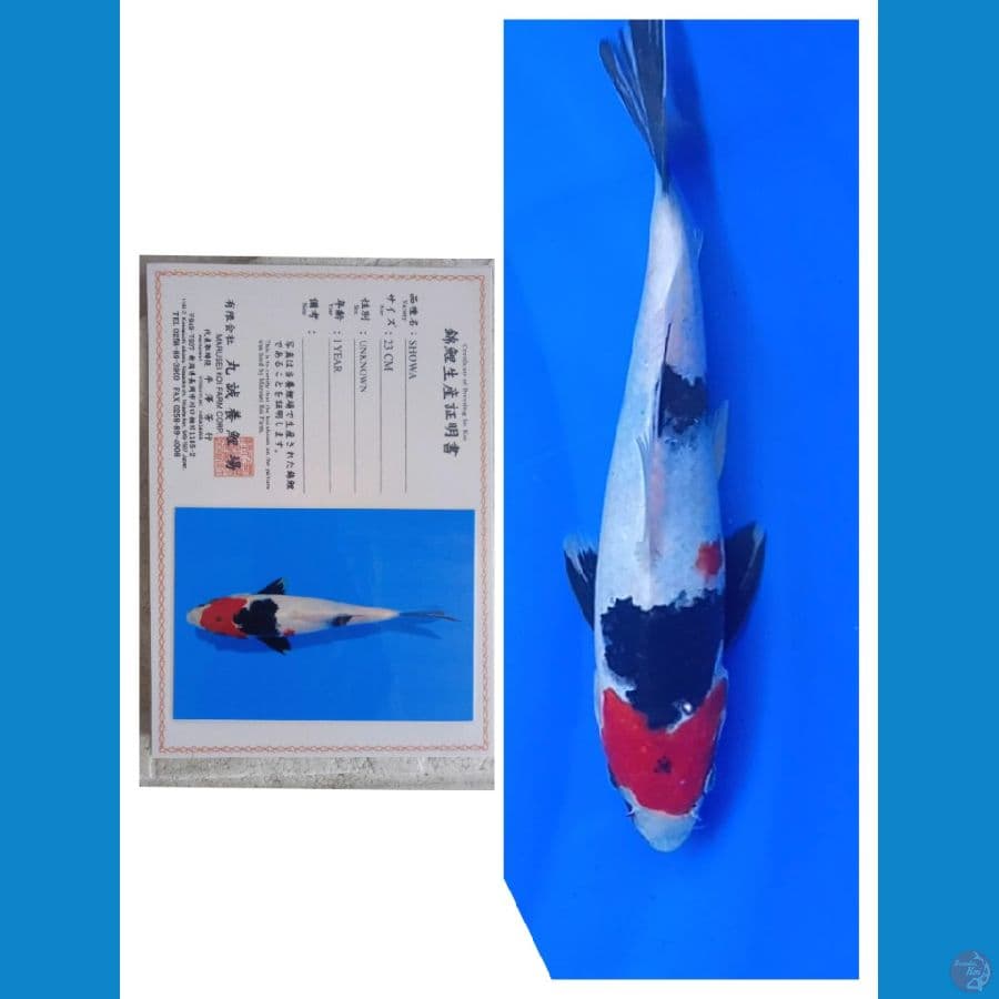 Marusei Showa