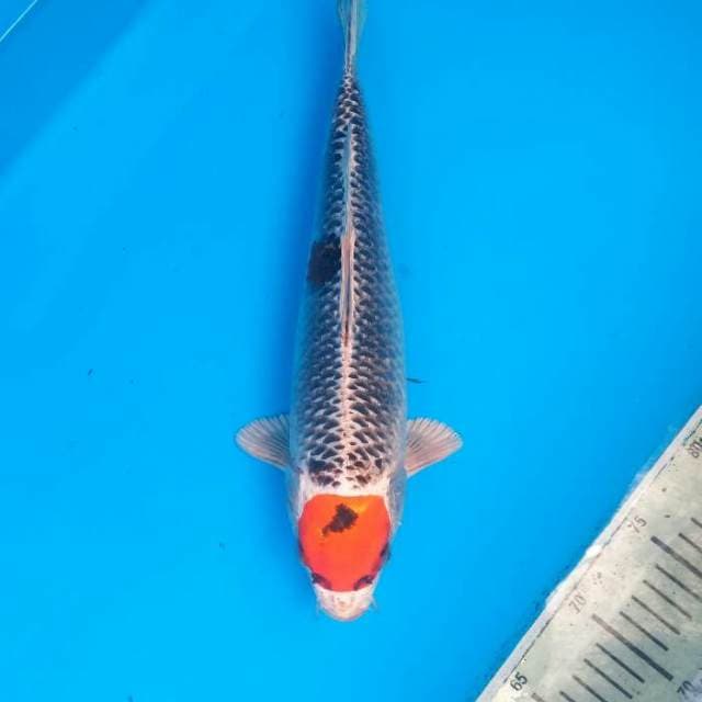 TANCHO KUJAKU 35 CM