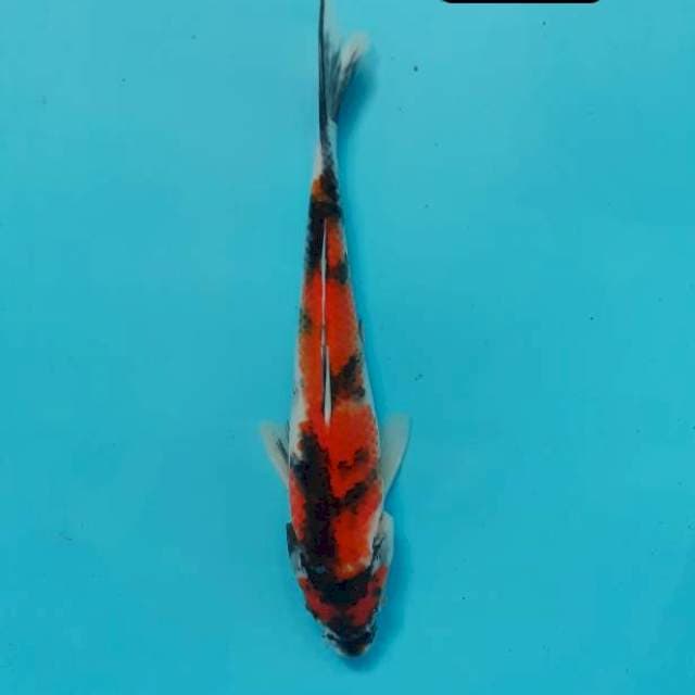 Showa 24 cm 
