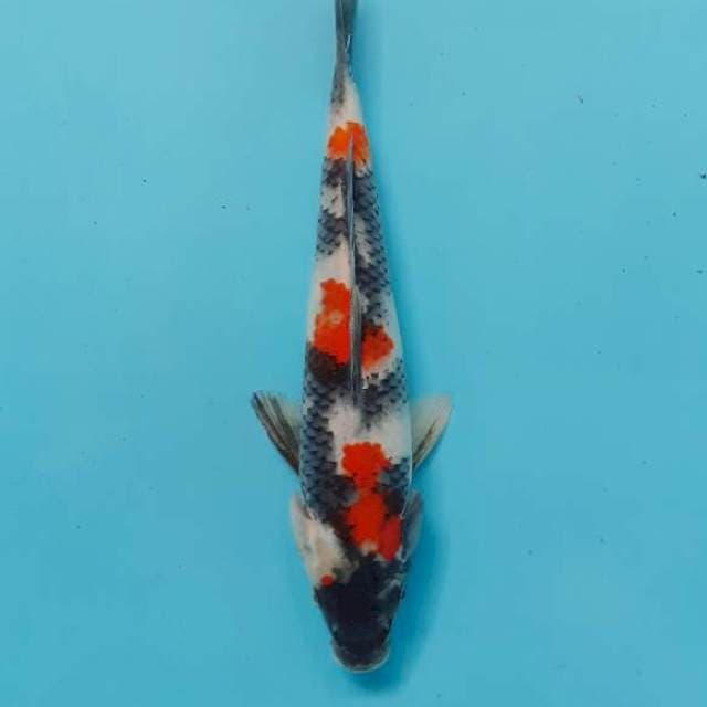 Kindai 24 cm