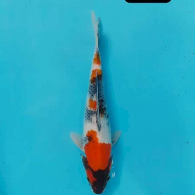 Kindai 24 cm 