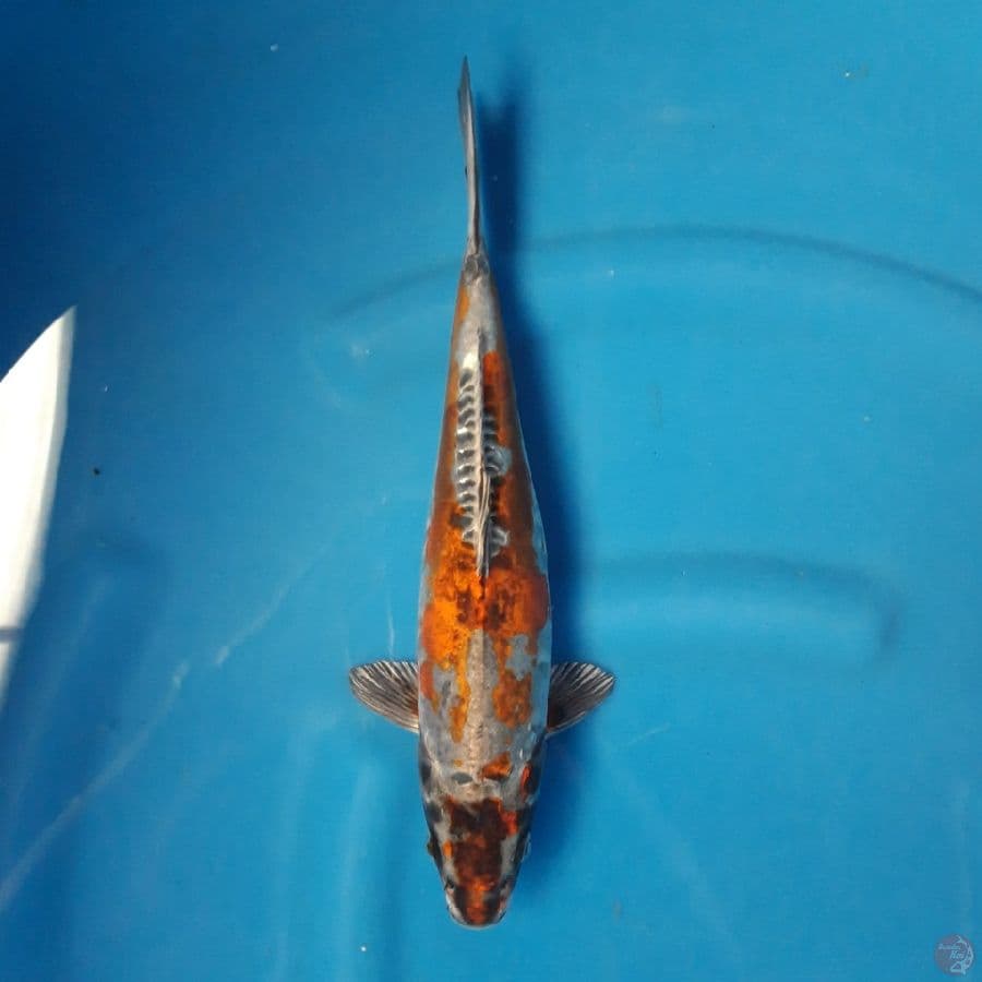 Beni Ki Kokuryu 32cm Male