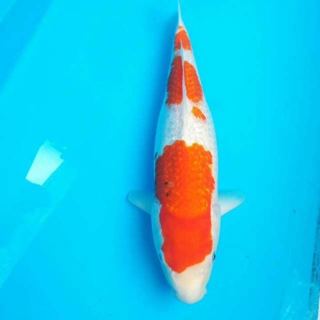 KOHAKU GINRIN 37 CM