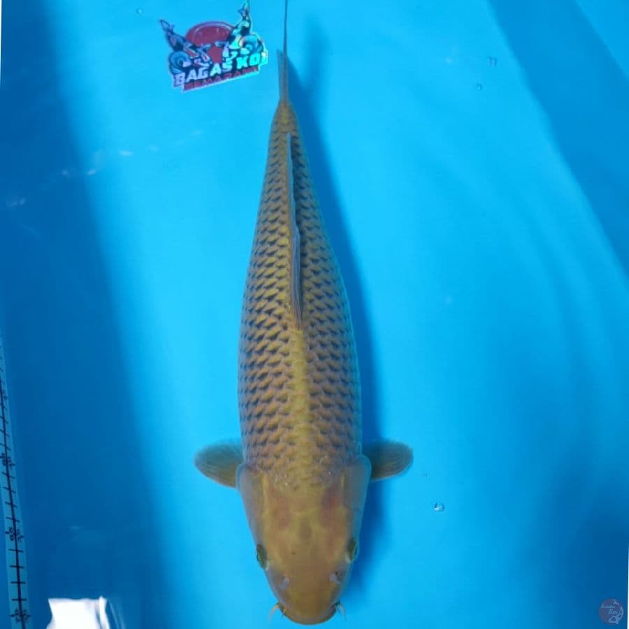 midori 47cm