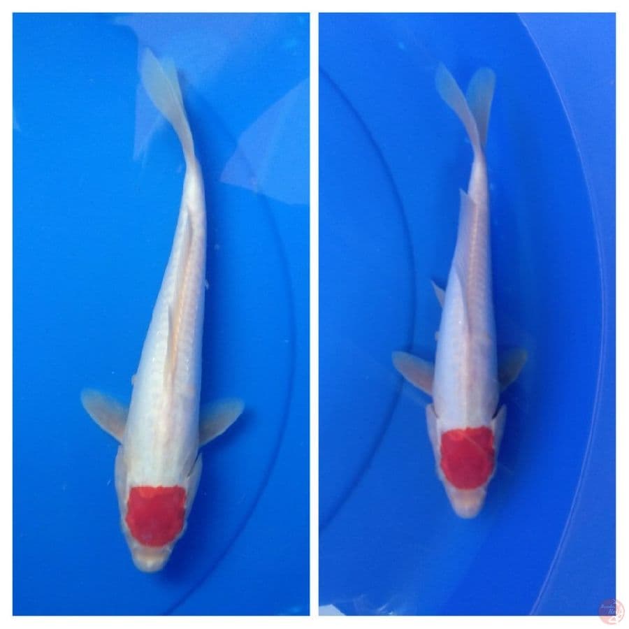 Tancho Kohaku doitsu aragoke 27cm