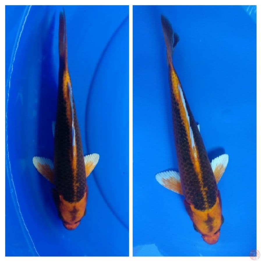 matsuba 26cm