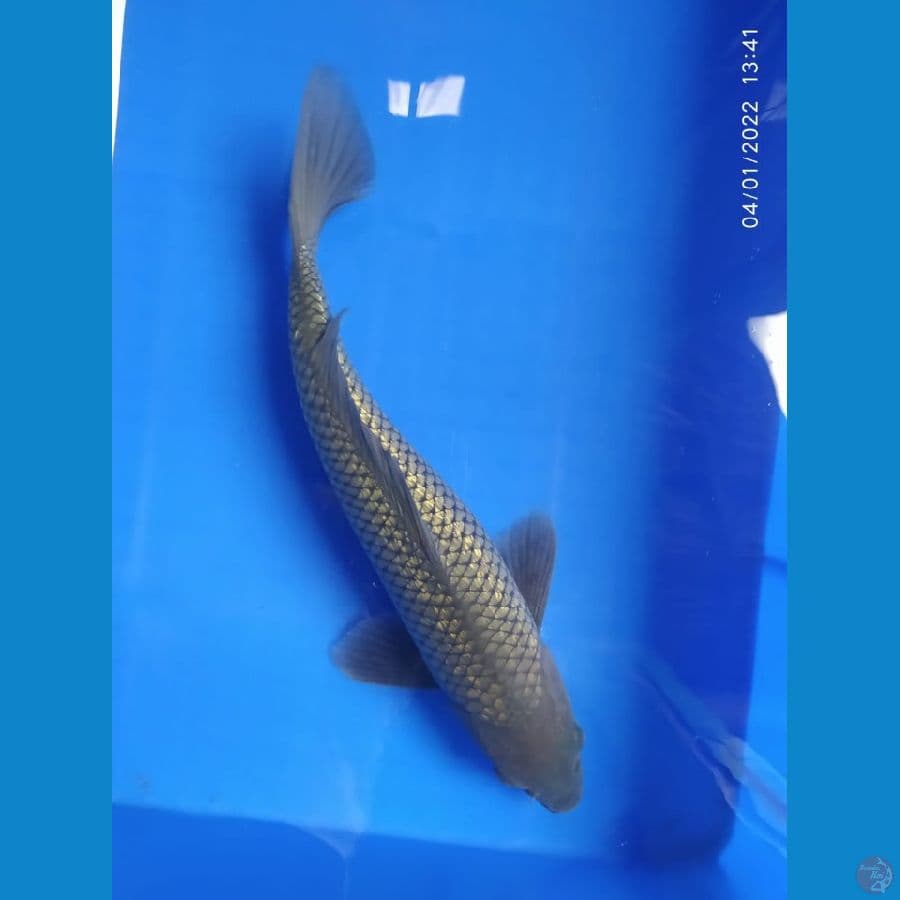 soragoi ginrin 34 cm