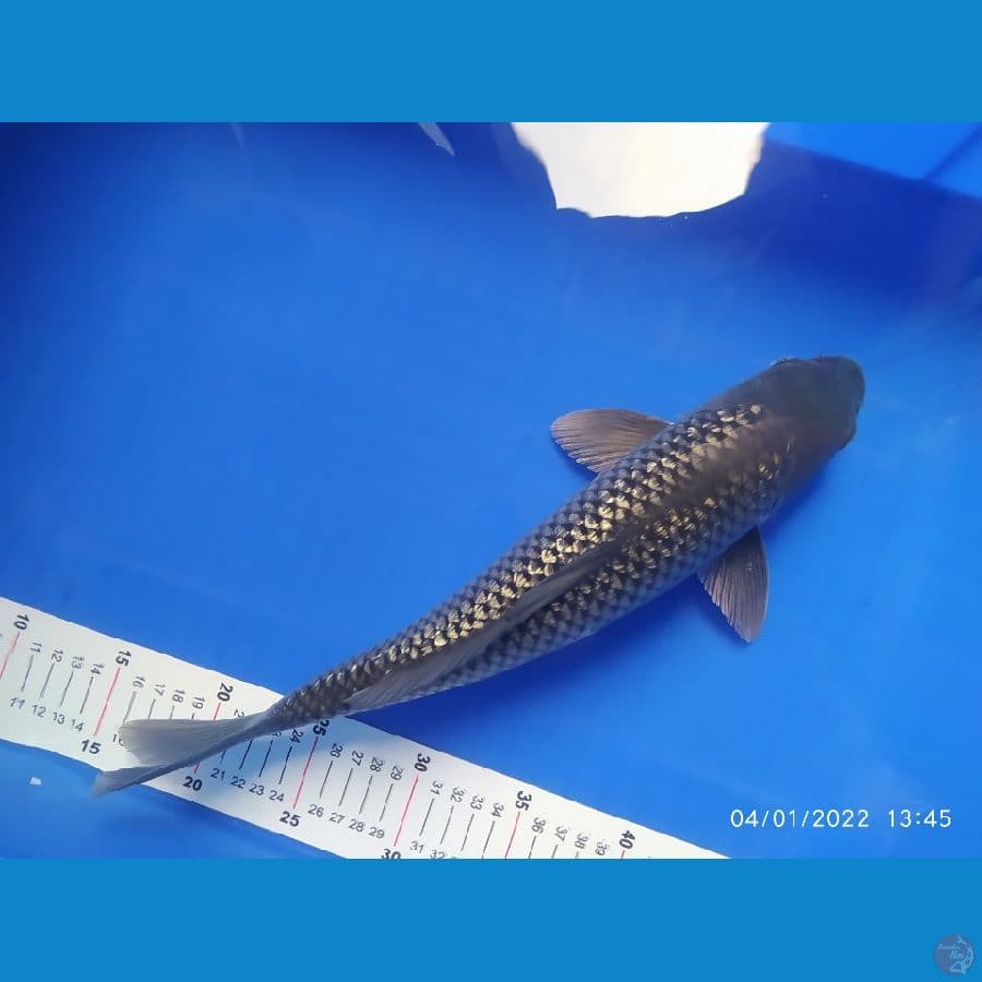 soragoi ginrin 38 cm