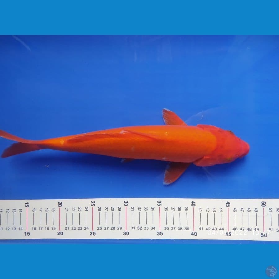 Benighoi 35 cm tembus