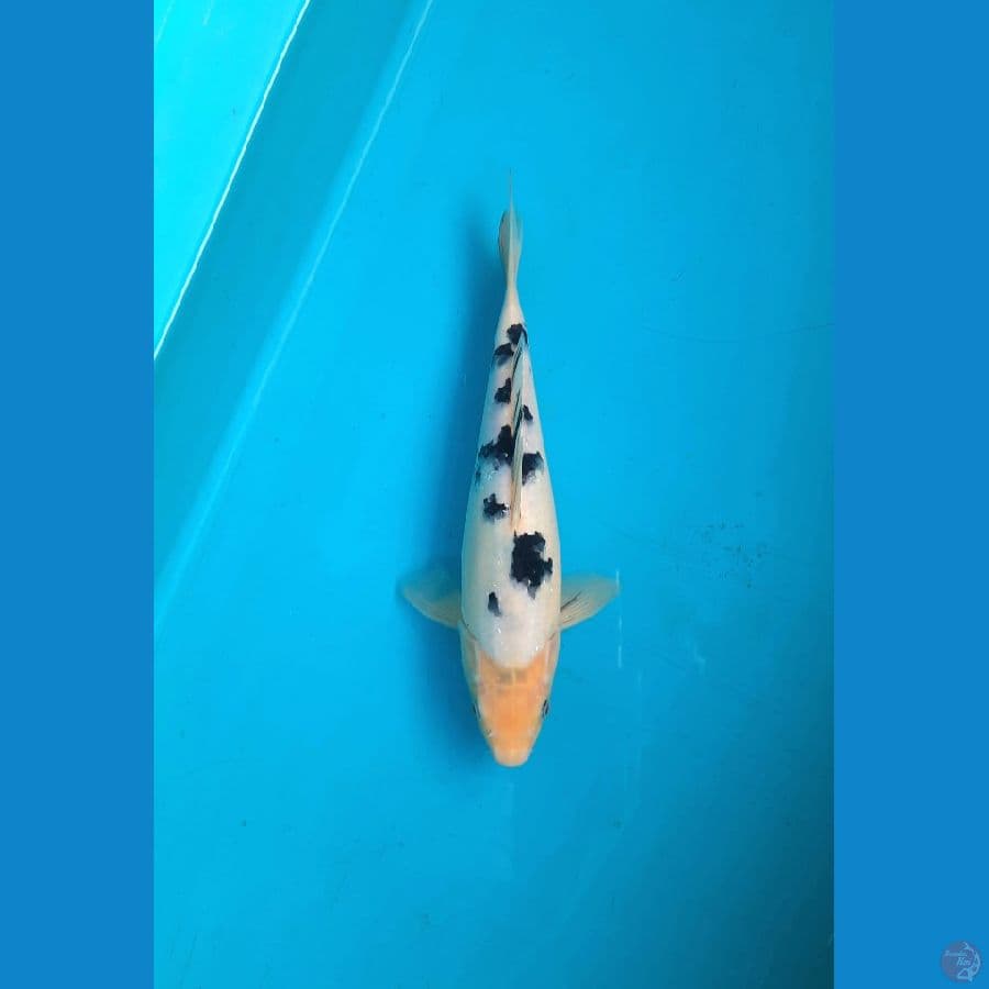 SQ Bekko 26cm Male