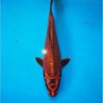 Red Kawarimono Hikari