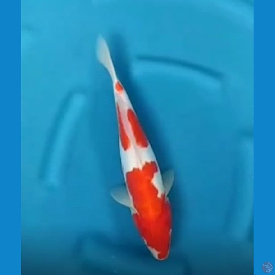 doitsu kohaku
