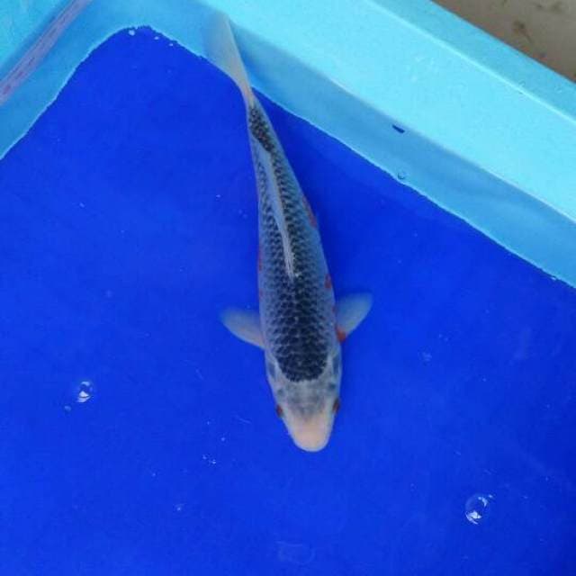 ASAQIU 25CM