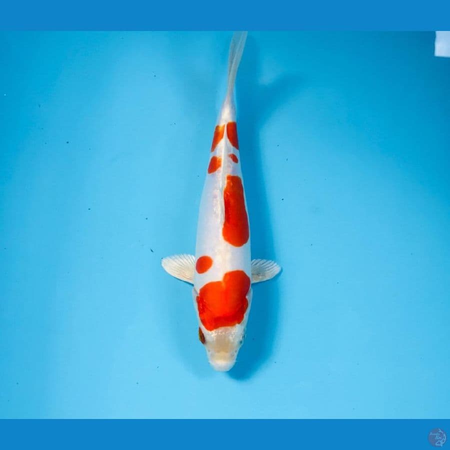 F1 kikushui, 20 cm
