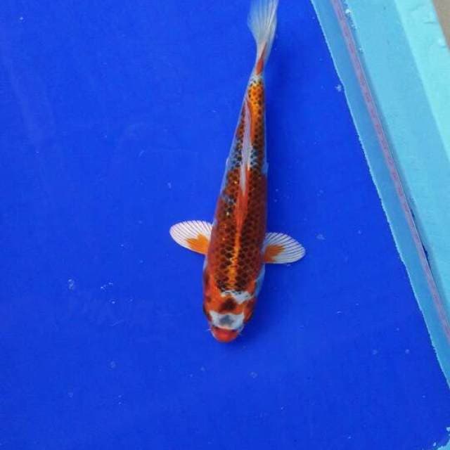 koojakuu 24CM