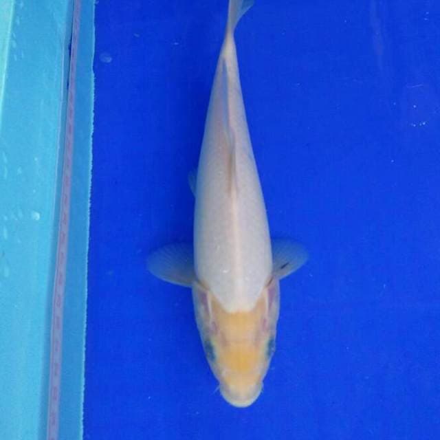 SHIROMUJI 24CM