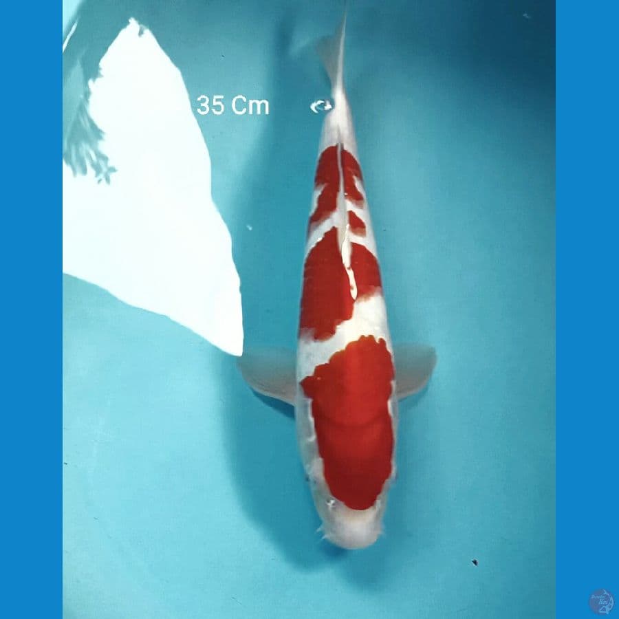 Kohaku 35 Cm